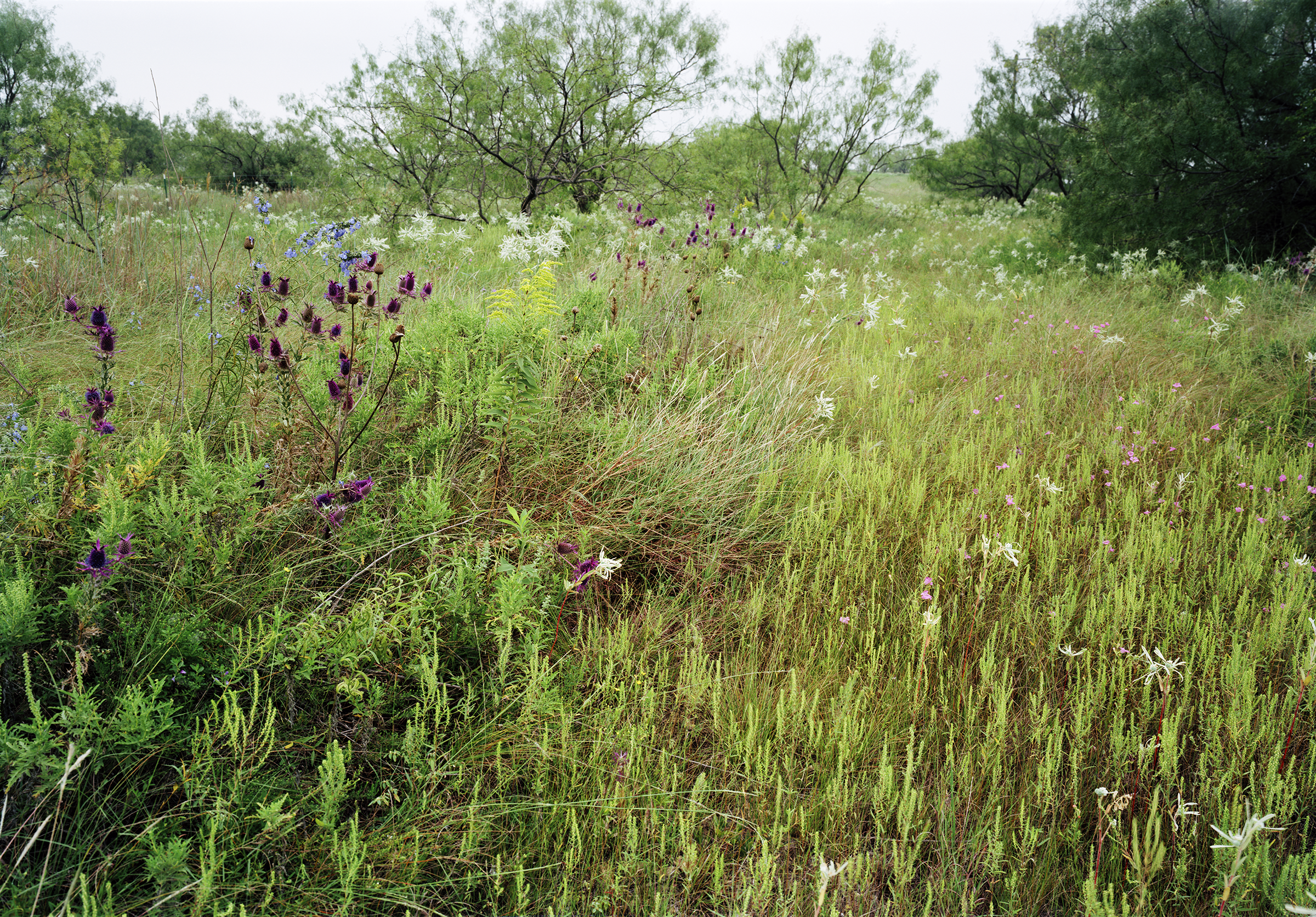 roadside flowers and grass